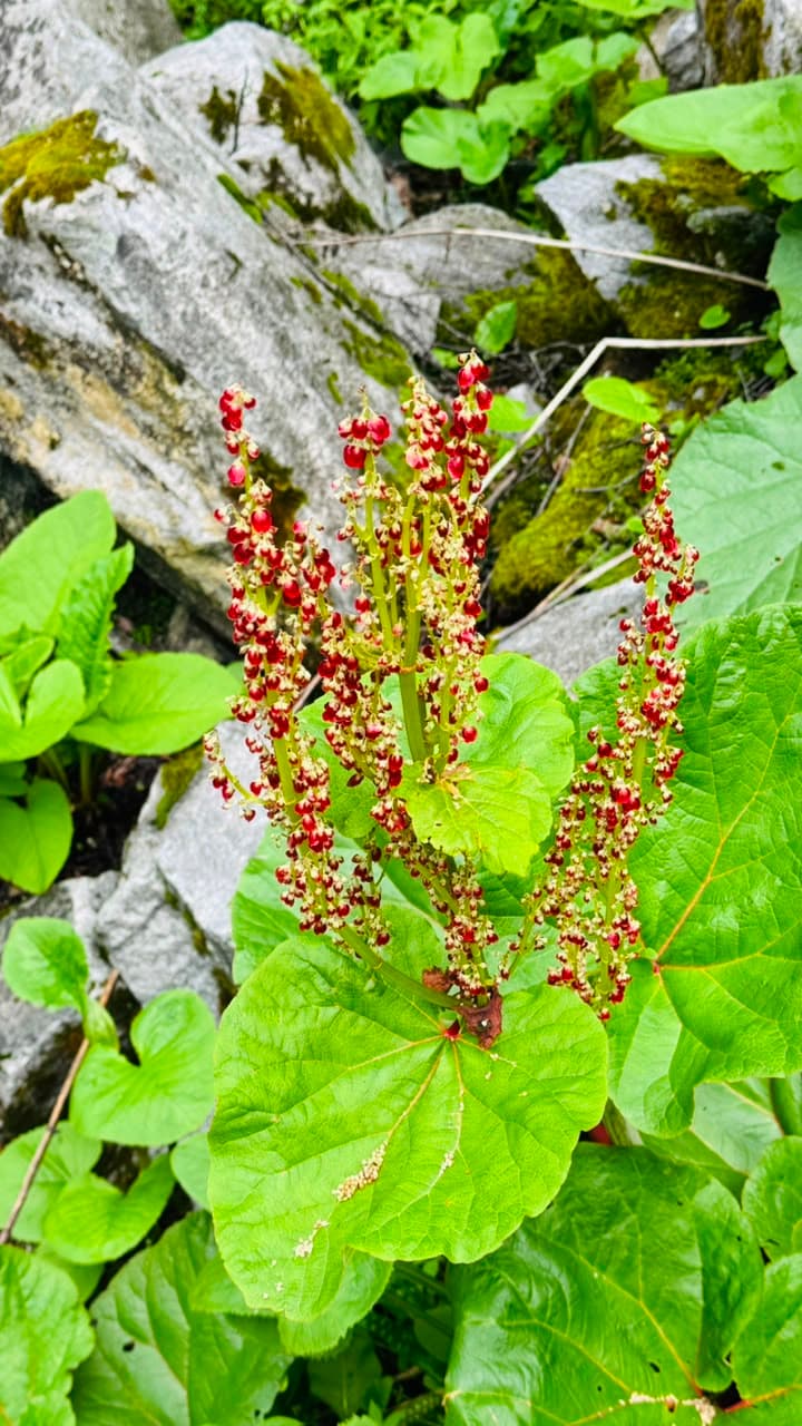 Valley of Flowers — trail photo 1